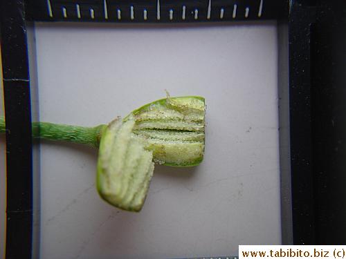 Inside a fresh poppy flower seed pod are thousands of transparent seeds