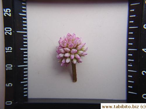 A pretty pink wild flower picked from the crevice of our front door step is even prettier under the magnifying glass. (It is about 1cm in length)