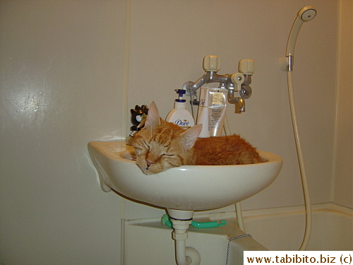 Daifoo sleeps in the sink a lot in summer