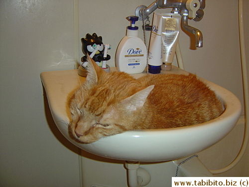 Guess he likes the cool and wet sink 