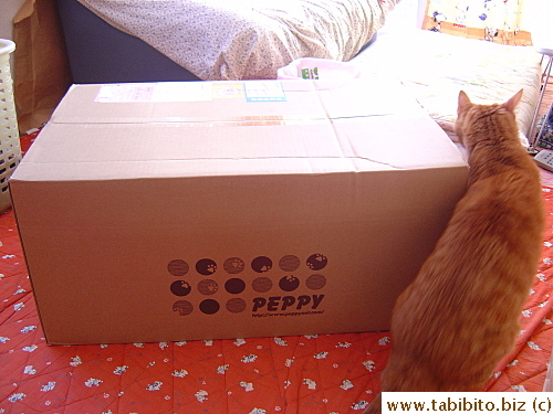 Our cat gets interested in the box and tries to leave his scent on it