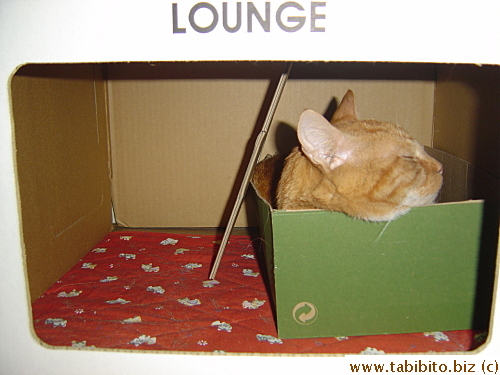 Daifoo wouldn't sleep in his new house at first, so we put his old shoebox inside to lure him into it, and it worked!