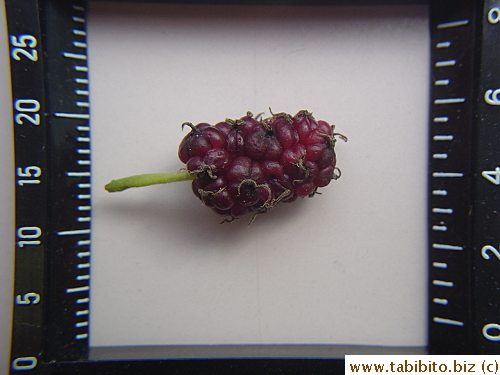 A ripe mulberry