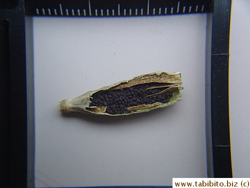 A dried poppy flower seedpod contains thousands of black seeds
