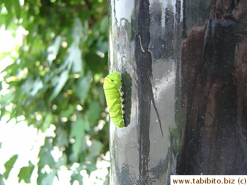 A fat caterpillar-like worm