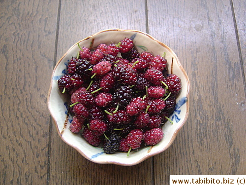 Freshly picked mulberries