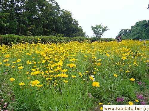 A sea of yellow flowers outside the entrance of a shrine on the hill