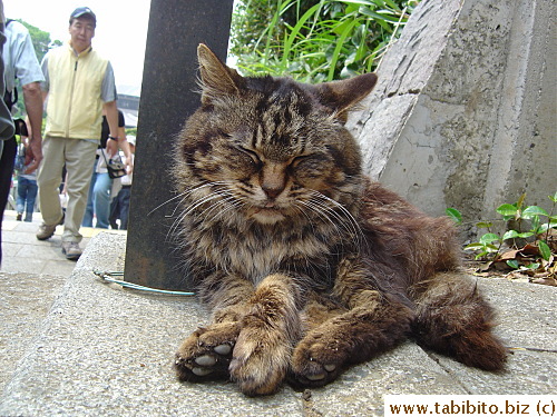 Another resting stray cat