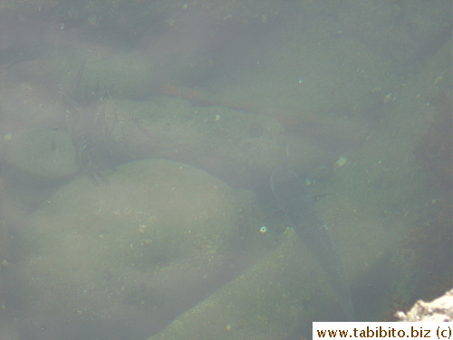 A big fish and a school of small fish get trapped in a water hole during high tide. They won't be able to swim back to the ocean until another high tide floods the hole. Hope no one with a fishing net sees the big one before the tide comes or he'll be dinner