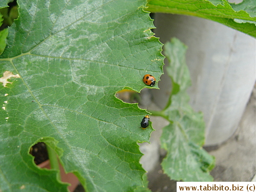 A ladybug and a friend in the same colors on a zucchini leaf