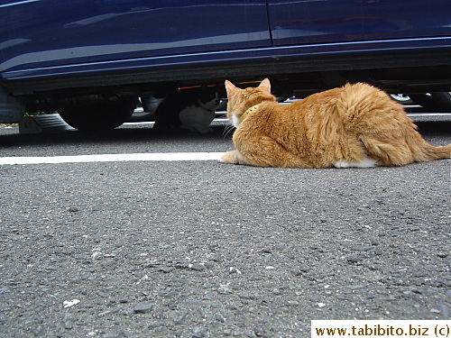 Daifoo guards a stray cat under a van
