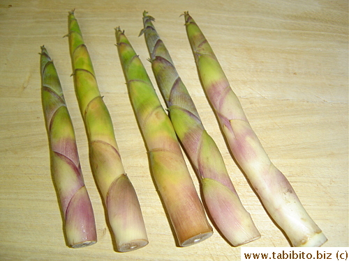 Fresh uncooked bamboo shoots