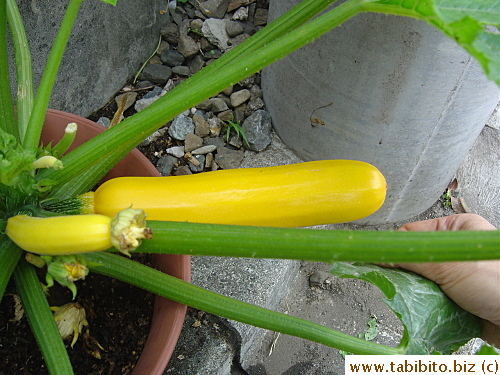 Yellow squash/zucchini