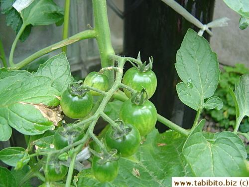 Cherry tomatoes