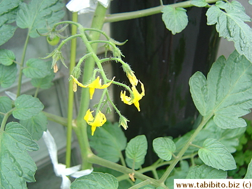 Tomato flowers