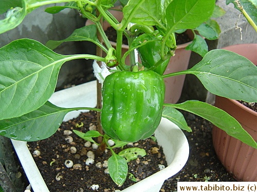 Capsicum