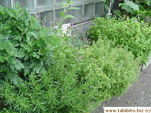 Our flourishing herb garden 