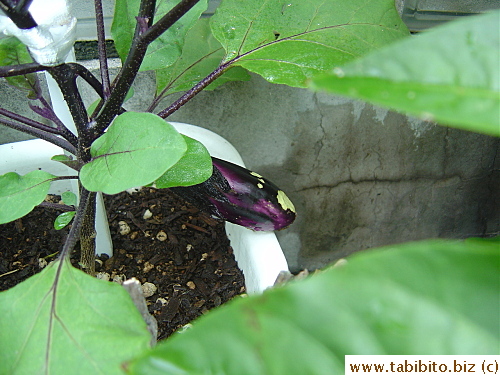 Snails got to our eggplant before we did