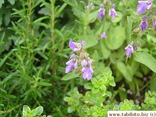 Sage flowers