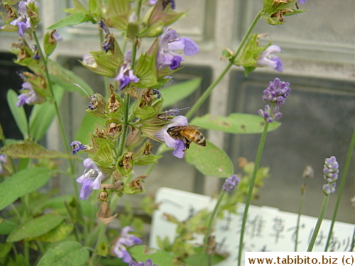 The bee hard at work
