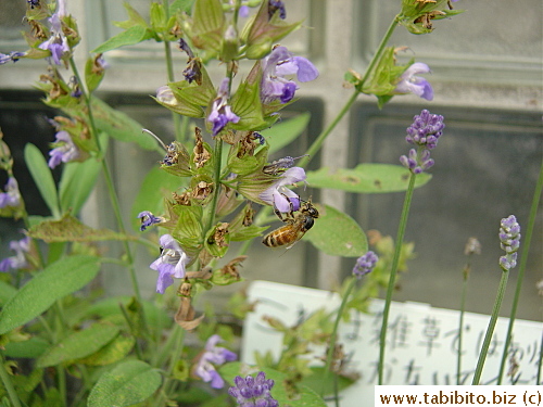 It has taken KL several days to capture this picture of a bee