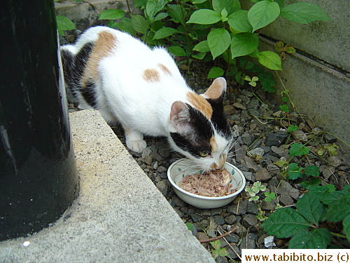 Mama Cat having lunch