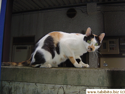 Mama Cat resting on the wall