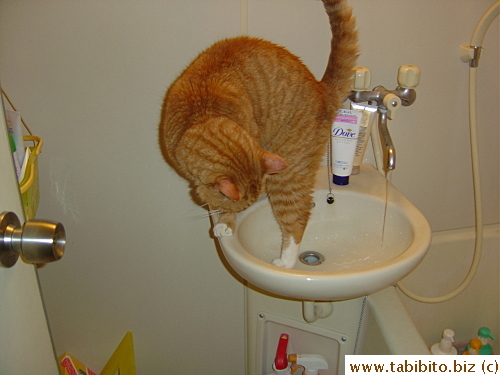 Daifoo gets himself into position to take a drink