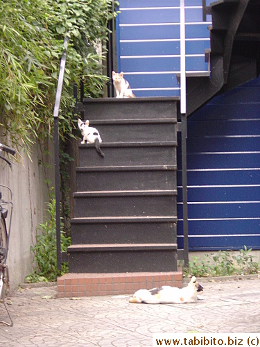 Two of the three kittens playing on the stairs in our little courtyard