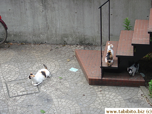 I took this picture from our bedroom window.  The kitten with all those colors on its back is the cutest of the litter