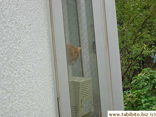 The ginger cat from nextdoor eyeing the kittens intensely