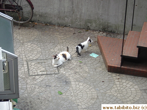 She's looking at the other two kittens