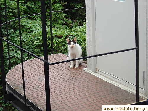 Mama Cat came up the stairs to her usual sleeping spot which is the landing outside an apartment whose occupant is the most kind-hearted cat lover I know.  She puts out food for them everyday 