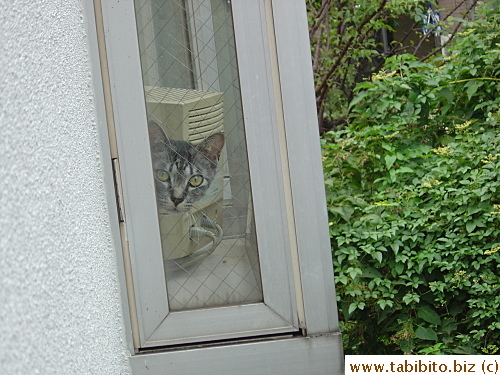 The other cat from our neighbor was looking at the kittens and then he spotted me!