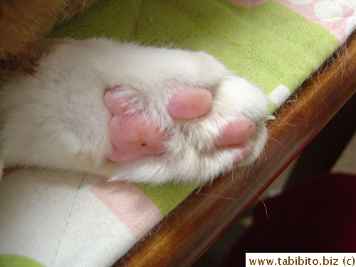 Fourteen years of walking barefoot and Daifoo's feet are as pink as the day we got him