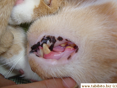 Daifoo's fangs and back teeth, all of which chiseled and sawed by the vet over two years ago when the once razor-sharp teeth were digging into the gum and caused multiple ulcers