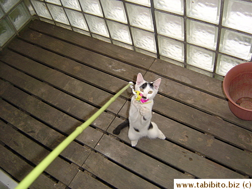 Fearless kitten number 1 goes crazy with that toy