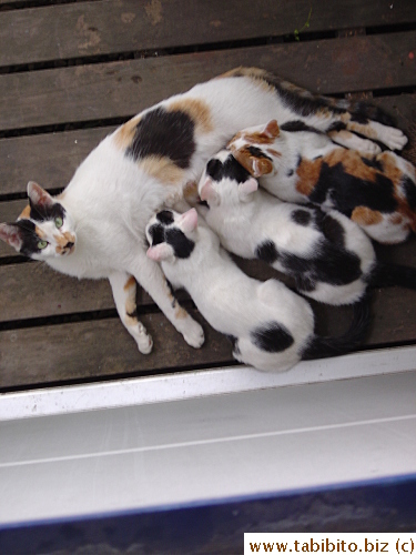 Aren't the kittens too big to be breast feeding still?