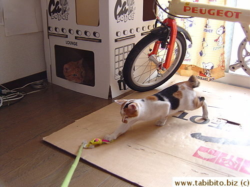 Kitten number 2 was too busy catching the toy to realize it's gone inside our apartment. Daifoo eyed his intruder from his own house