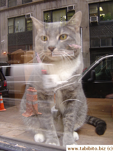 Walking from Ground Zero to Chinatown, we saw this cat inside a shop window.  It has an uncanny resemblance to Daifoo.  Apart from its color, it has the exact markings and facial expression of our cat, so weird!