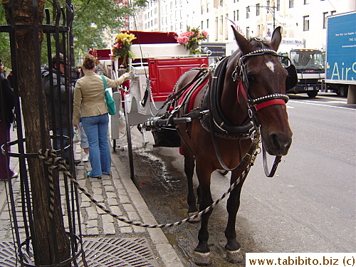 Horse-drawn carriages are common in Central Park