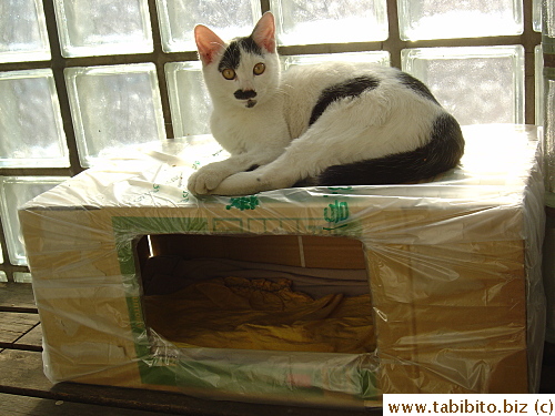 Sometimes Kitten sleeps on top of the box