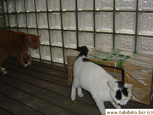 Daifoo investigates Kitten and her new house
