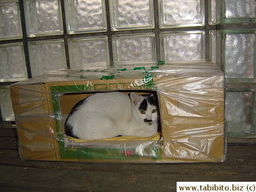 Kitten inside her house