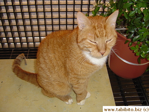 Daifoo liked the fresh air in the balcony