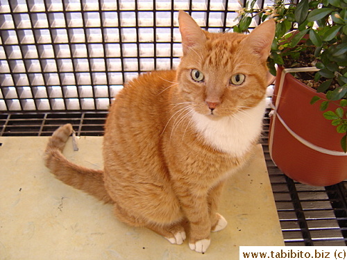 Daifoo in the balcony upstairs