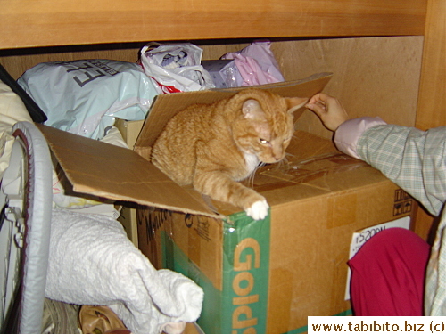 Daifoo, an important member of this site, was found taking a nap inside a box in the closet after we searched everywhere for him for a long time