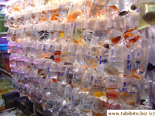 Buying fish in Goldfish St is like buying a bag of oranges in supermarkets, the fish is all bagged up ready to be taken home.  The name of the fish and their price are written on the bags