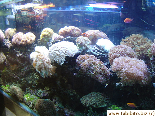 A large aquarium inside one shop.  All the different types of corals are for sale