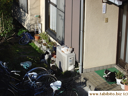 Mama Cat (on top of the air conditioner) is wooed by three suitors 